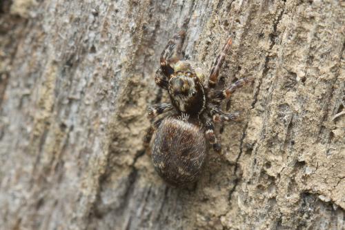 Réf. 224 676 : Pseudeuophrys erratica